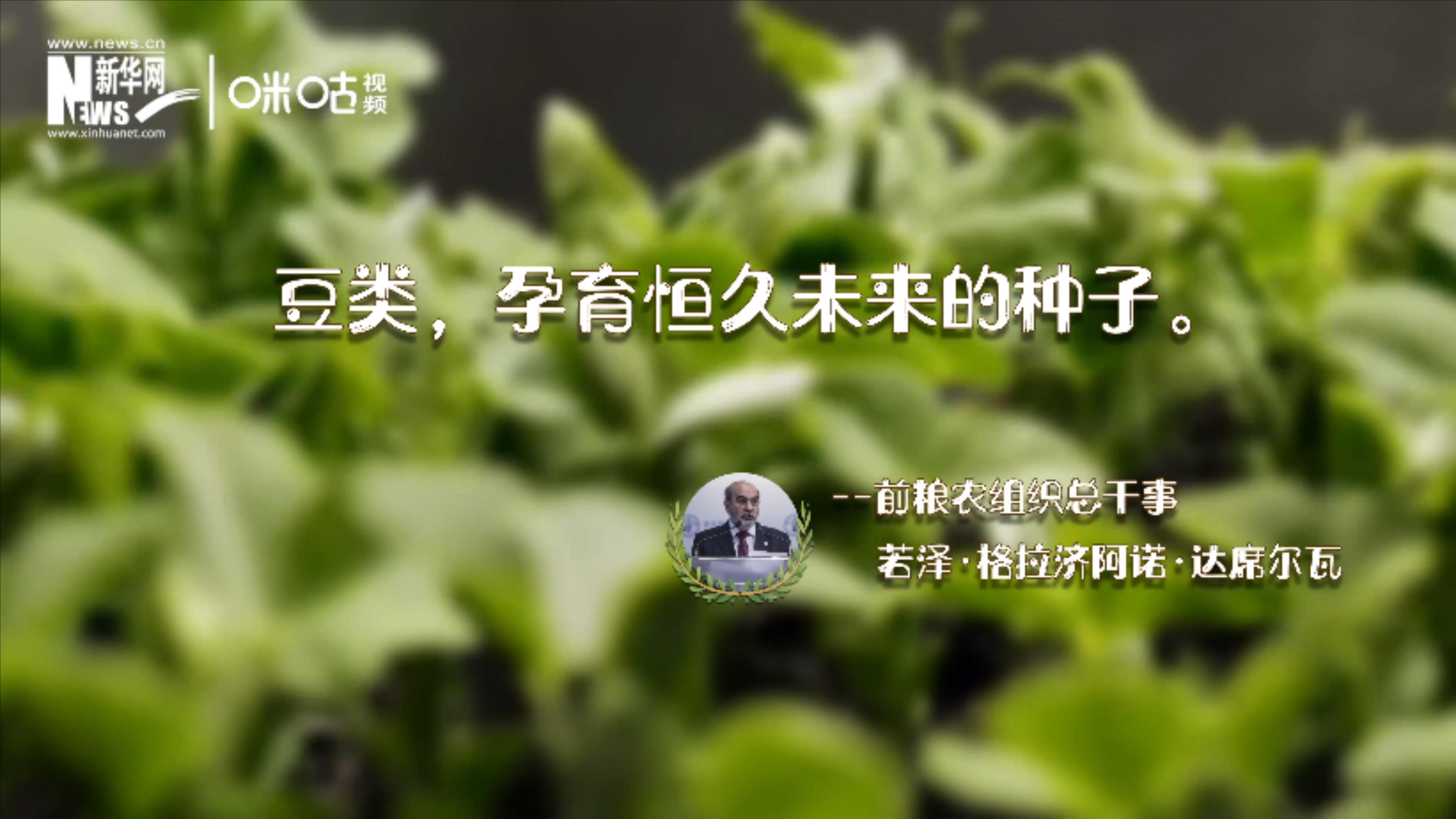 豆類，孕育恒久未來的種子