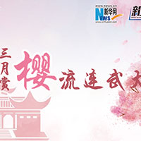 三月賞櫻，流連武大