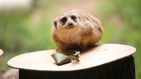 歡樂&ldquo;粽&rdquo;動員！小動物們吃上了&ldquo;專屬&rdquo;粽子