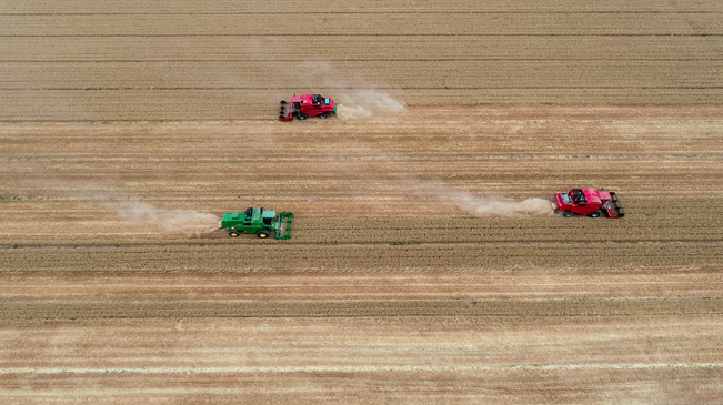 【&ldquo;飛閱&rdquo;中國(guó)】黃河兩岸，麥浪翻滾遍地金