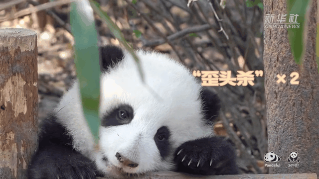 請(qǐng)注意，前方有滾滾發(fā)起近距離&ldquo;歪頭殺&rdquo;