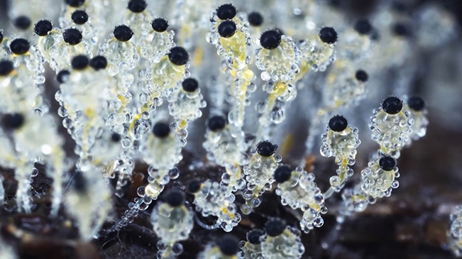 太美了！90后姑娘拍下微觀菌類世界