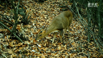 呆萌可愛！國家三有保護動物小麂現(xiàn)身重慶陰條嶺