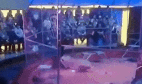 驚險(xiǎn)！ 俄馴獸師遭失控獅子撲咬