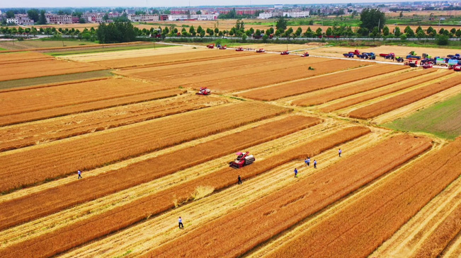 瞰豐收！風(fēng)吹麥浪 &ldquo;鐵馬&rdquo;馳騁