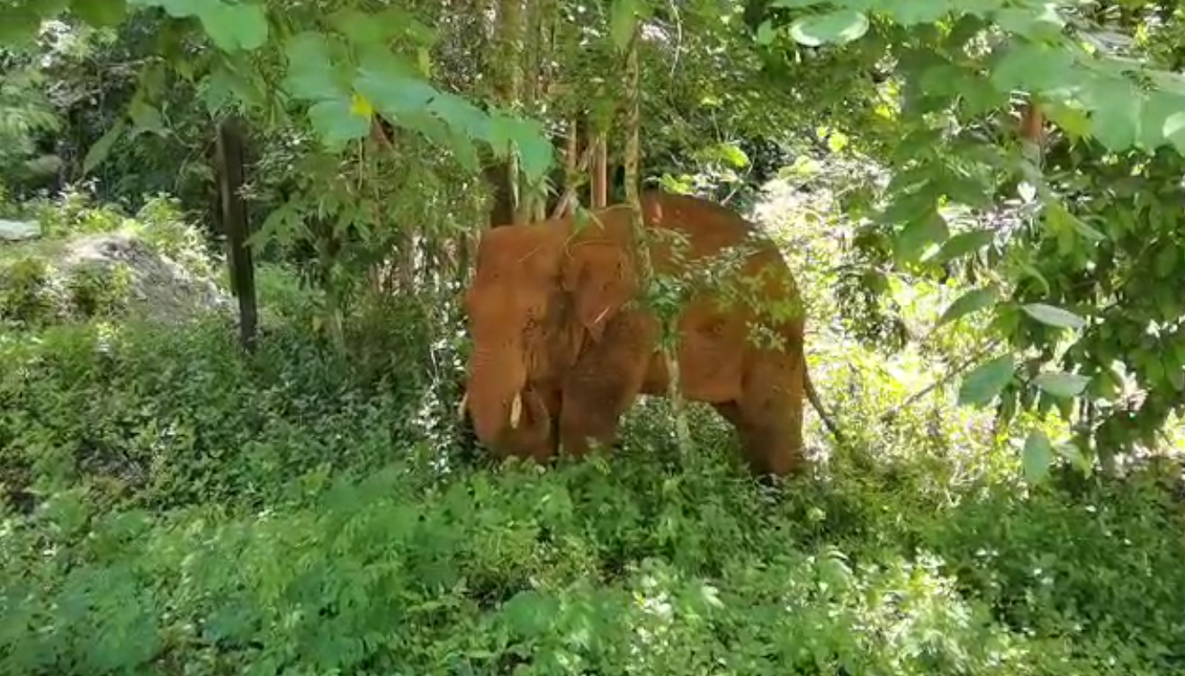 離群32天！云南北移離群獨(dú)象安全回家 專(zhuān)家詳解獨(dú)象&ldquo;南歸&rdquo;