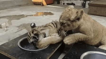 &ldquo;萌萌噠&rdquo;！虎獅&ldquo;姊妹花&rdquo;