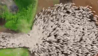 航拍記錄以色列千只綿羊&ldquo;開(kāi)飯&rdquo;現(xiàn)場(chǎng)