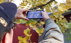 拯救你的拍照技術(shù)！五招用手機(jī)拍出唯美銀杏照