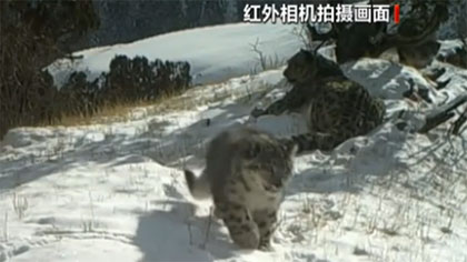 青海玉樹：雪豹一家三口同框&ldquo;出鏡&rdquo;