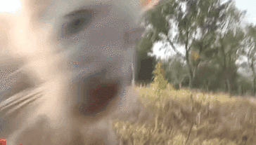 重慶永川：春節(jié)假期 兩只小&ldquo;萌獸&rdquo;首次與游客見面