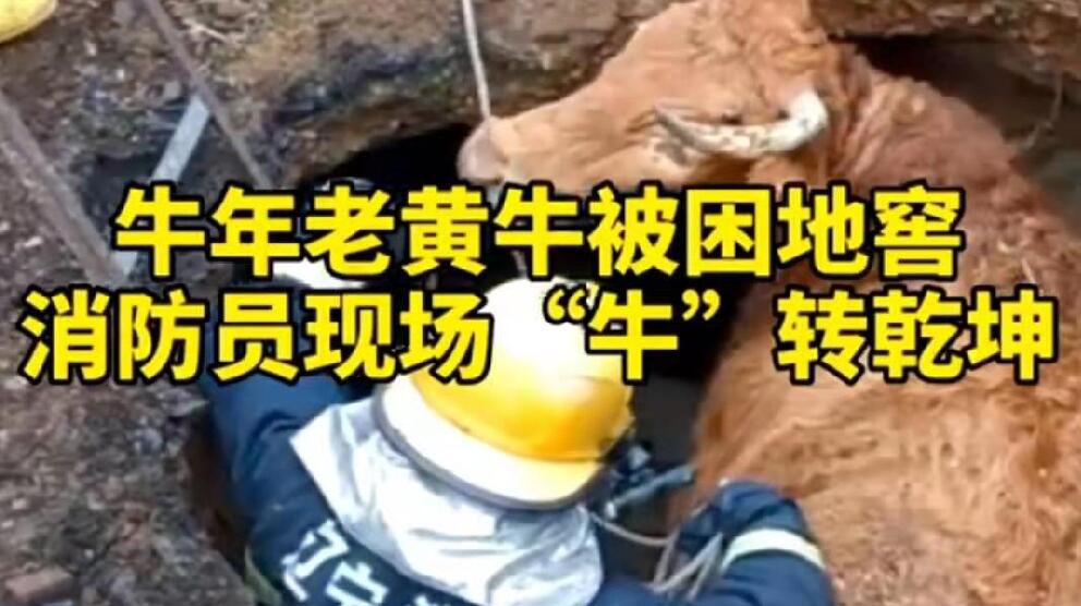 牛年老黃牛被困地窖，消防員現(xiàn)場(chǎng)&ldquo;牛&rdquo;轉(zhuǎn)乾坤！