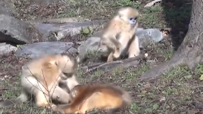 陜西：動(dòng)物個(gè)體識別系統(tǒng)可精準(zhǔn)識別&ldquo;猴臉&rdquo;