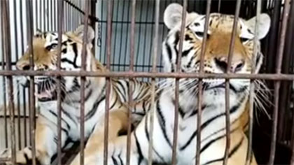 專家分析：老虎咬死飼養(yǎng)員事件 暴露哪些問題？