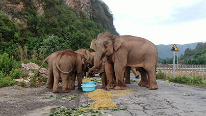 大象去哪兒？ 昨天野象群在玉溪易門活動(dòng)