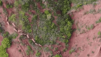 &ldquo;象&rdquo;往何方？ 象群正翻山南行 當?shù)赜行蚴枭⑷罕? /></a>
<div   id=