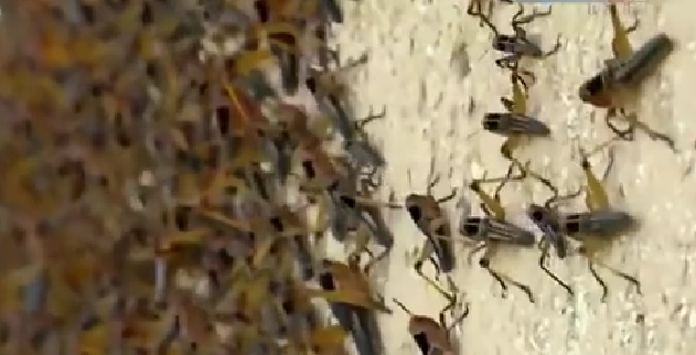 恐怖！ 漫天飛舞 俄邊疆區(qū)遭蝗蟲(chóng)、瓢蟲(chóng)侵襲