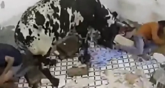 驚嚇！ 印度公牛打架沖進(jìn)屋子 男子奪門(mén)而出