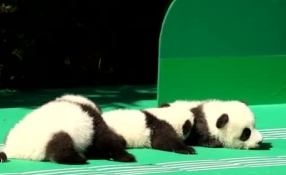 &ldquo;萌神&rdquo;駕到！新生熊貓寶寶&ldquo;C位&rdquo;亮相