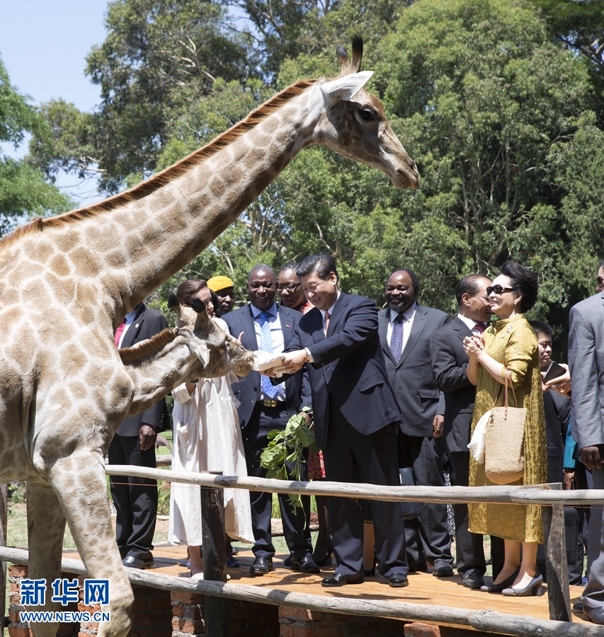 12月2日，國家主席習(xí)近平在津巴布韋考察野生動物救助基地。在基地負責(zé)人陪同下，習(xí)近平和夫人彭麗媛察看了基地救助的野生動物，并給大象、長頸鹿遞喂水果、樹葉。新華社記者 黃敬文 攝 