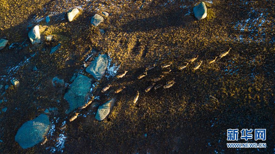 （視&middot;覺）奔跑的鹿群