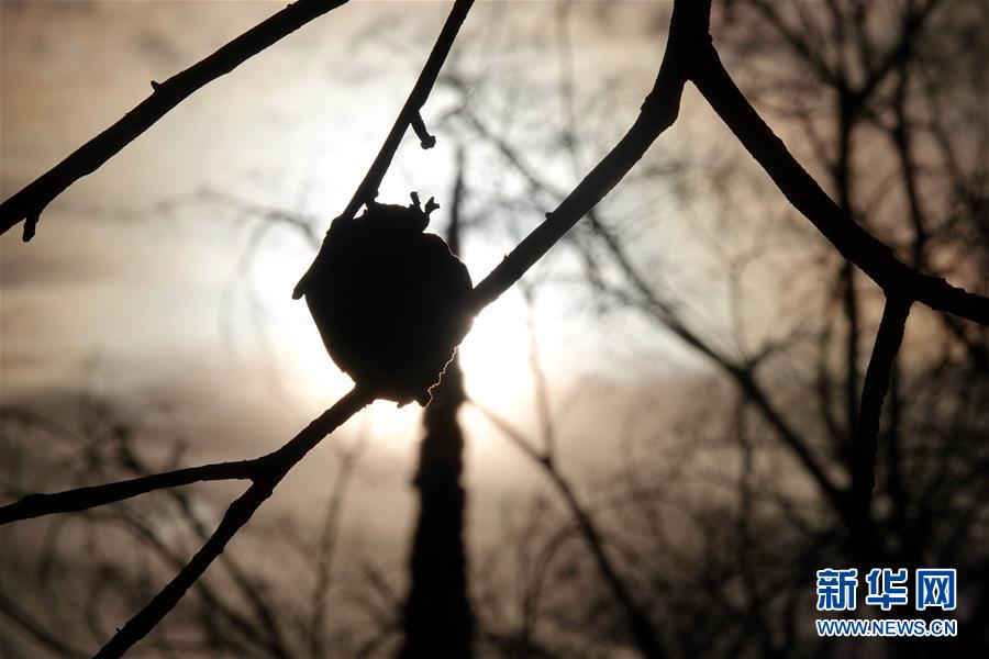 （國際&middot;圖文互動）（10）一場山火，讓這個冬天格外冷&mdash;&mdash;探訪美國加州山火災(zāi)區(qū)