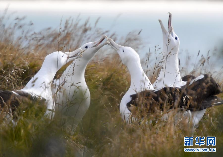 （國際&middot;圖文互動）（5）通訊：探訪新西蘭泰厄羅阿角信天翁之家