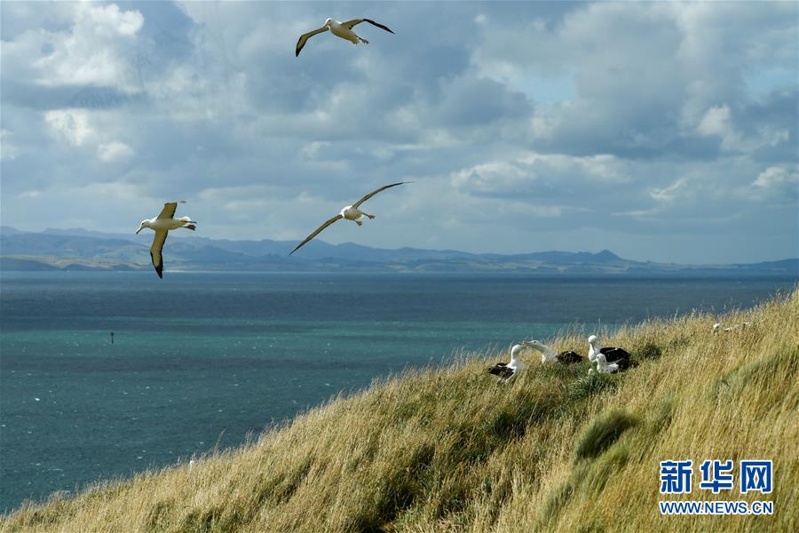 （國際&middot;圖文互動(dòng)）（8）通訊：探訪新西蘭泰厄羅阿角信天翁之家