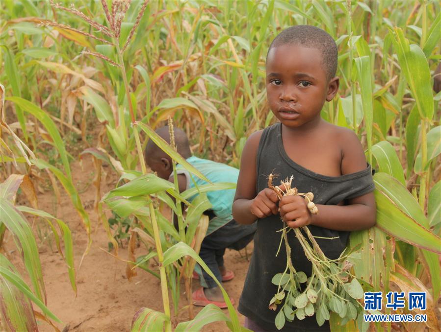 (國(guó)際)(1)津巴布韋預(yù)計(jì)今年逾700萬(wàn)人將面臨糧食短缺