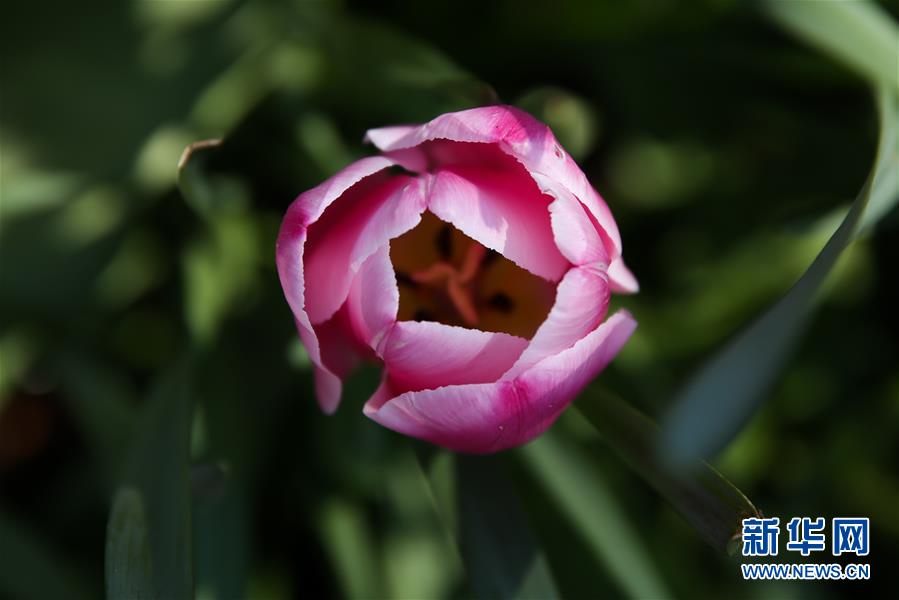 （國(guó)際&middot;北京世園會(huì)）（15）世界園林巡禮&mdash;&mdash;比利時(shí)拜加登城堡