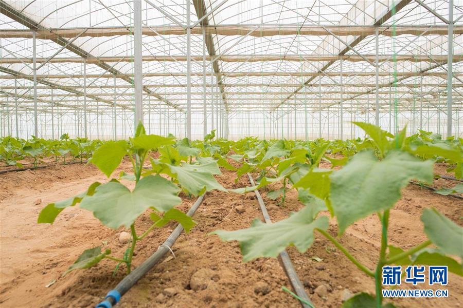 （國際&middot;&ldquo;一帶一路&rdquo;高峰論壇&middot;圖文互動）（6）荒漠正在成為瓜果飄香的綠洲&mdash;&mdash;記中國國機(jī)重工埃及現(xiàn)代農(nóng)業(yè)溫室項目