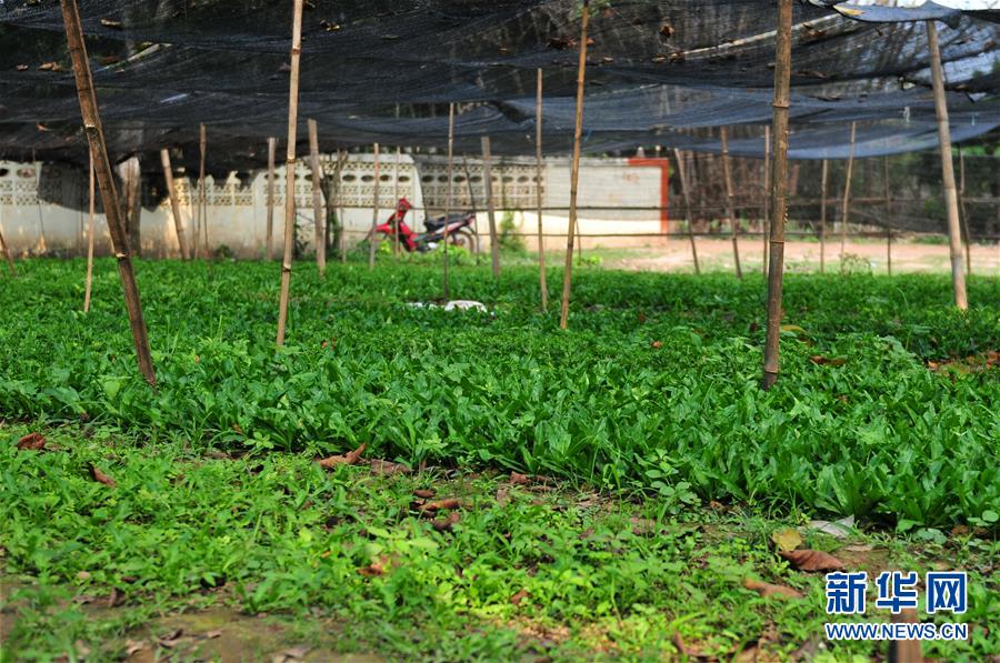 （國際&middot;&ldquo;一帶一路&rdquo;高峰論壇&middot;圖文互動）（3）蔬菜基地誕生記&mdash;&mdash;中國技術(shù)讓老撾首都郊區(qū)農(nóng)戶受益匪淺