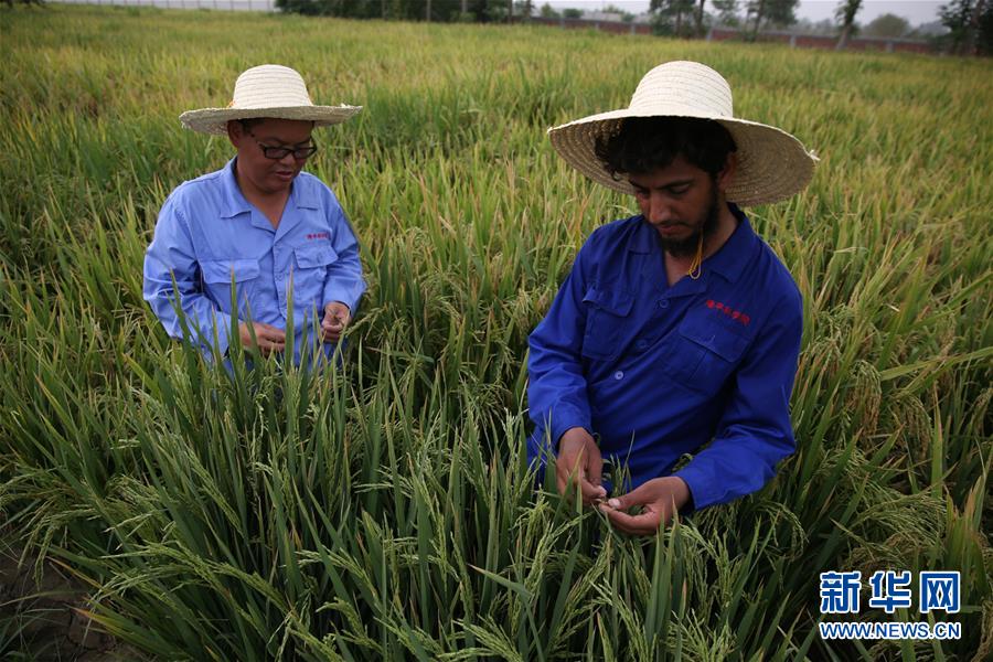 （國際&middot;圖文互動）（1）通訊：達則兼濟天下&mdash;&mdash;記在巴基斯坦教授雜交水稻技術的中國專家