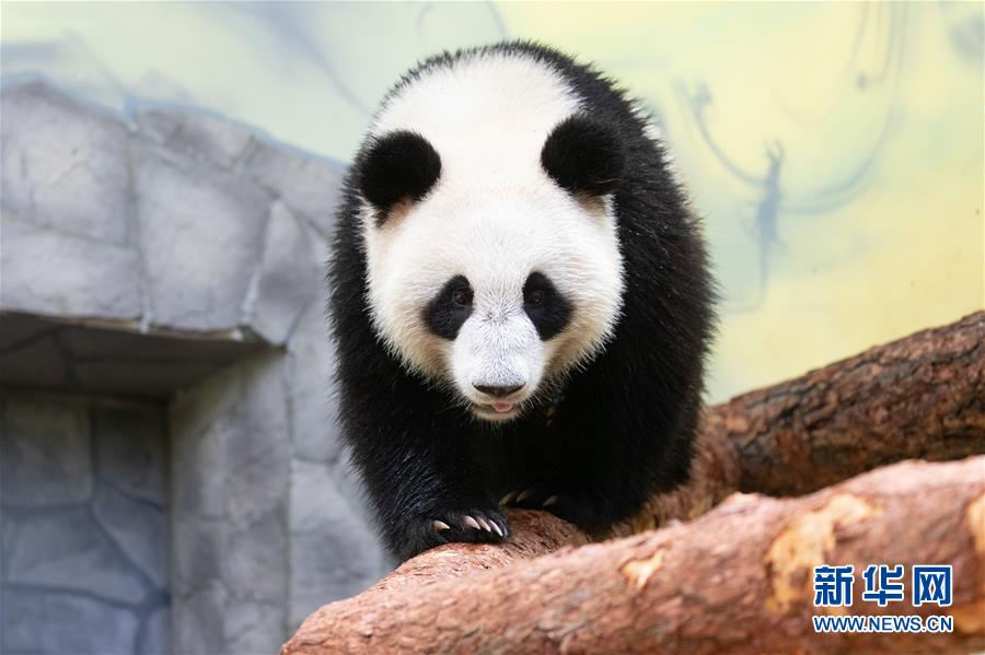 (新華全媒頭條·圖文互動)(11)特稿:新時代 新典范 新航程——寫在中俄建交70周年之際