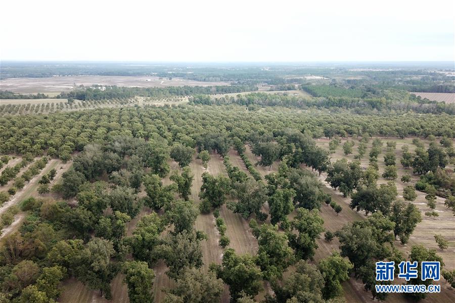 （國際&middot;圖文互動）（6）通訊：期待美中盡早達成貿(mào)易協(xié)議&mdash;&mdash;颶風和關(guān)稅夾擊下的美國山核桃種植戶盼重回中國市場