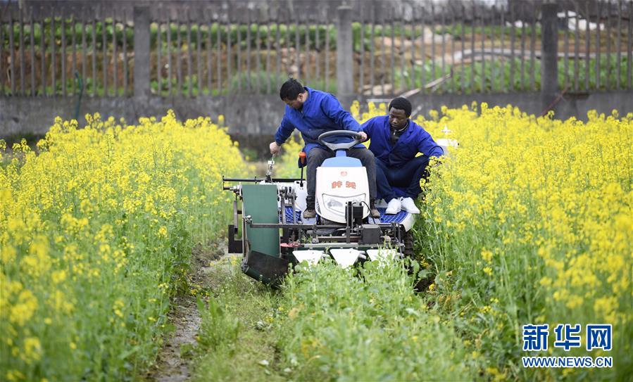 (在習(xí)近平新時(shí)代中國特色社會主義思想指引下——新時(shí)代新作為新篇章·總書記關(guān)切開放事·圖文互動)(10)來中國“學(xué)種地”的“洋學(xué)生”