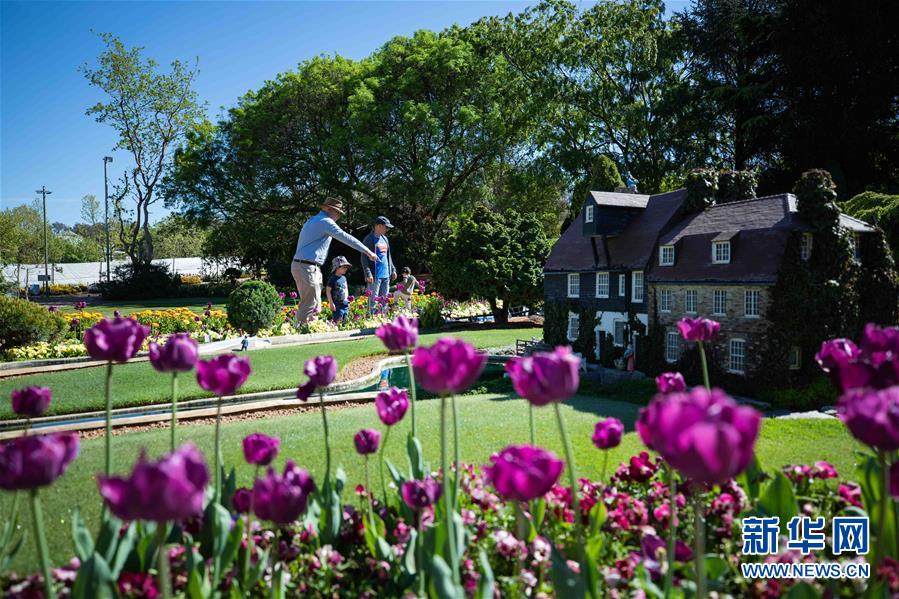 (XHDW·圖文互動)(2)通訊:“無處不在的鮮花為我們帶來歡樂和希望”——“小人國”里的堪培拉花展