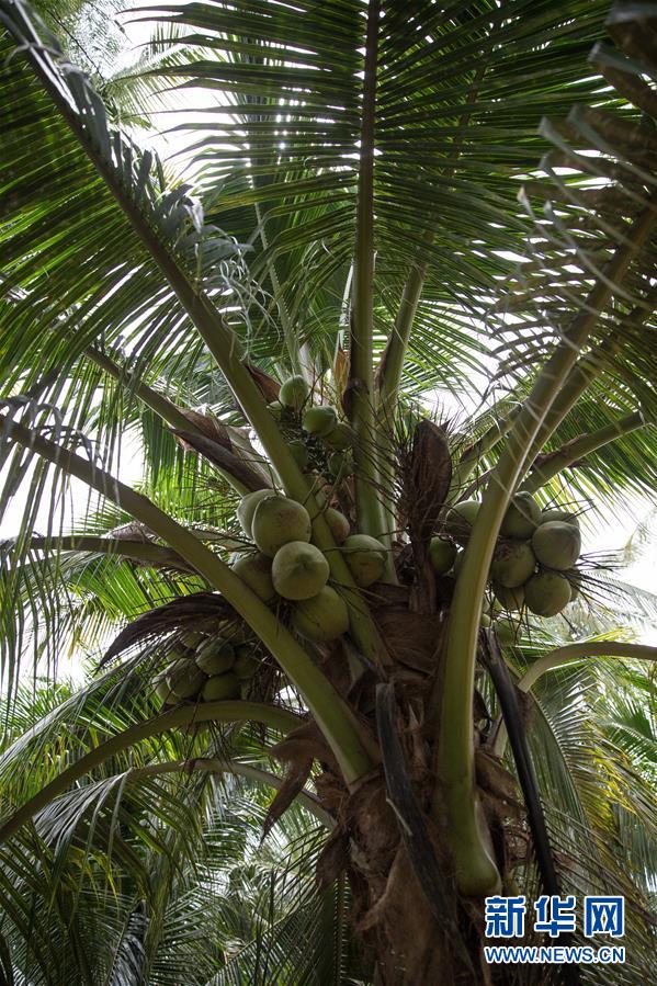 （第三屆進(jìn)博會(huì)&middot;圖文互動(dòng)）（6）通訊：椰香飄進(jìn)進(jìn)博會(huì) 市場(chǎng)開放共繁榮&mdash;&mdash;一名泰國椰商的心聲