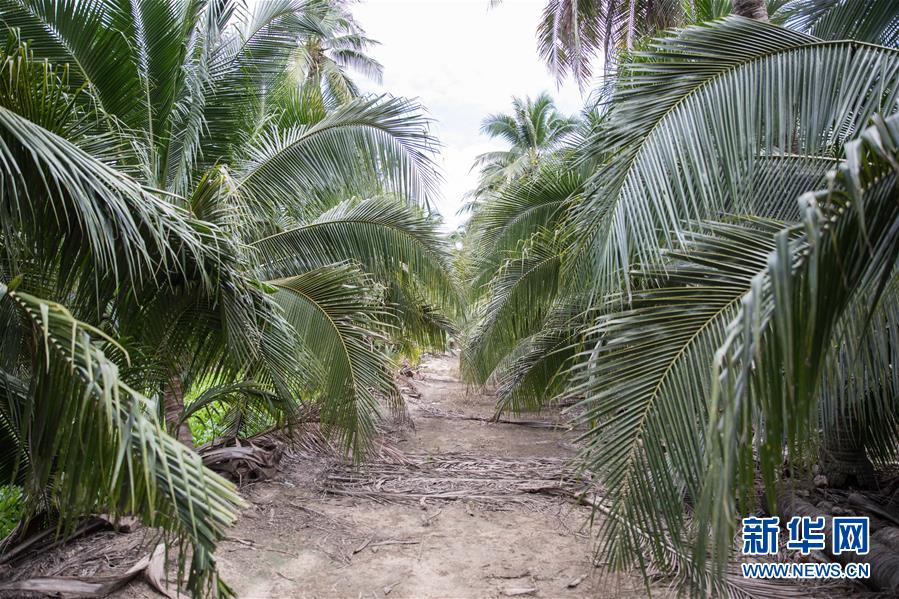 （第三屆進(jìn)博會(huì)&middot;圖文互動(dòng)）（7）通訊：椰香飄進(jìn)進(jìn)博會(huì) 市場(chǎng)開放共繁榮&mdash;&mdash;一名泰國椰商的心聲