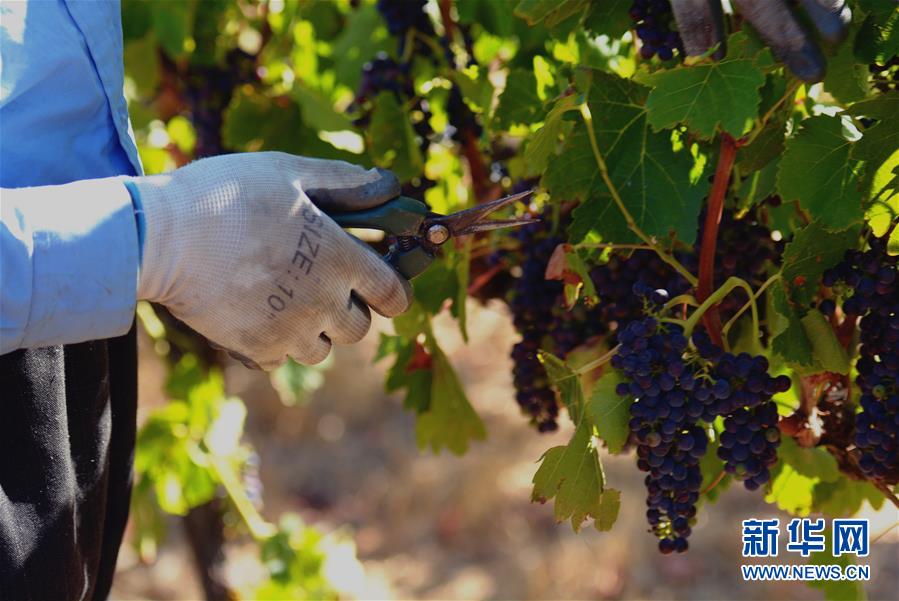 （第三屆進(jìn)博會(huì)&middot;圖文互動(dòng)）（2）專訪：進(jìn)博會(huì)是了解中國(guó)市場(chǎng)的好機(jī)會(huì)&mdash;&mdash;訪澳大利亞諾瓦維塔葡萄酒集團(tuán)創(chuàng)始人卡臣