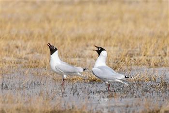 大批遺鷗重返鄂爾多斯?jié)竦? />  
<div>大批遺鷗重返鄂爾多斯?jié)竦?/div>
</a>
<a href=
