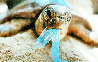 你隨手一扔，也許就毀掉它們的一生！