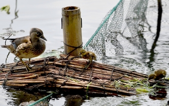 超有愛(ài)！西湖里的鴛鴦&ldquo;愛(ài)心橋&rdquo;升級(jí)